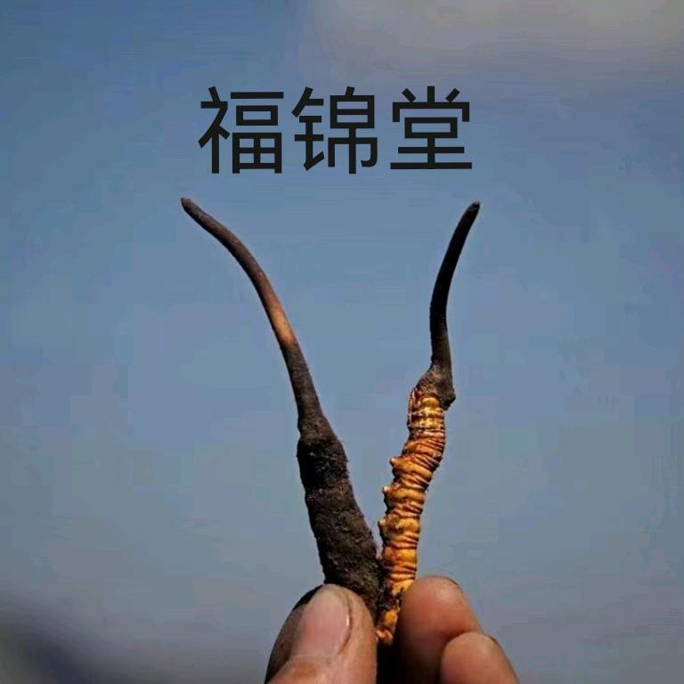 福锦堂冬虫夏草