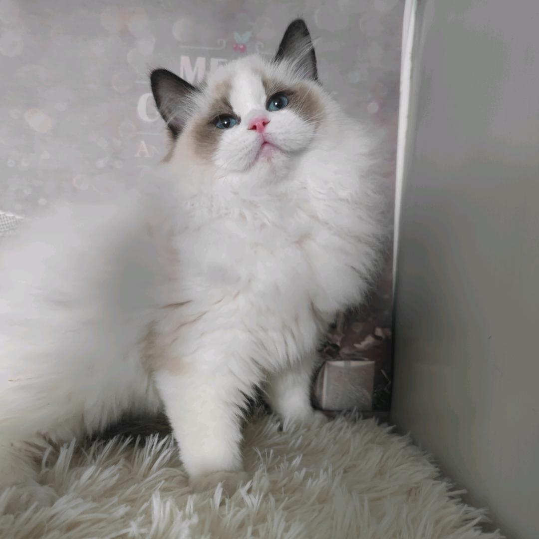 天洋宠物猫(东北猫舍源头）