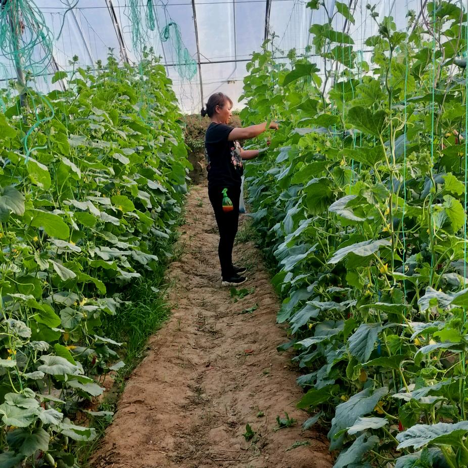 西、甜瓜🍉西红柿🍅新鲜采摘❤️聂