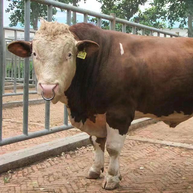 益博大型肉牛养殖场