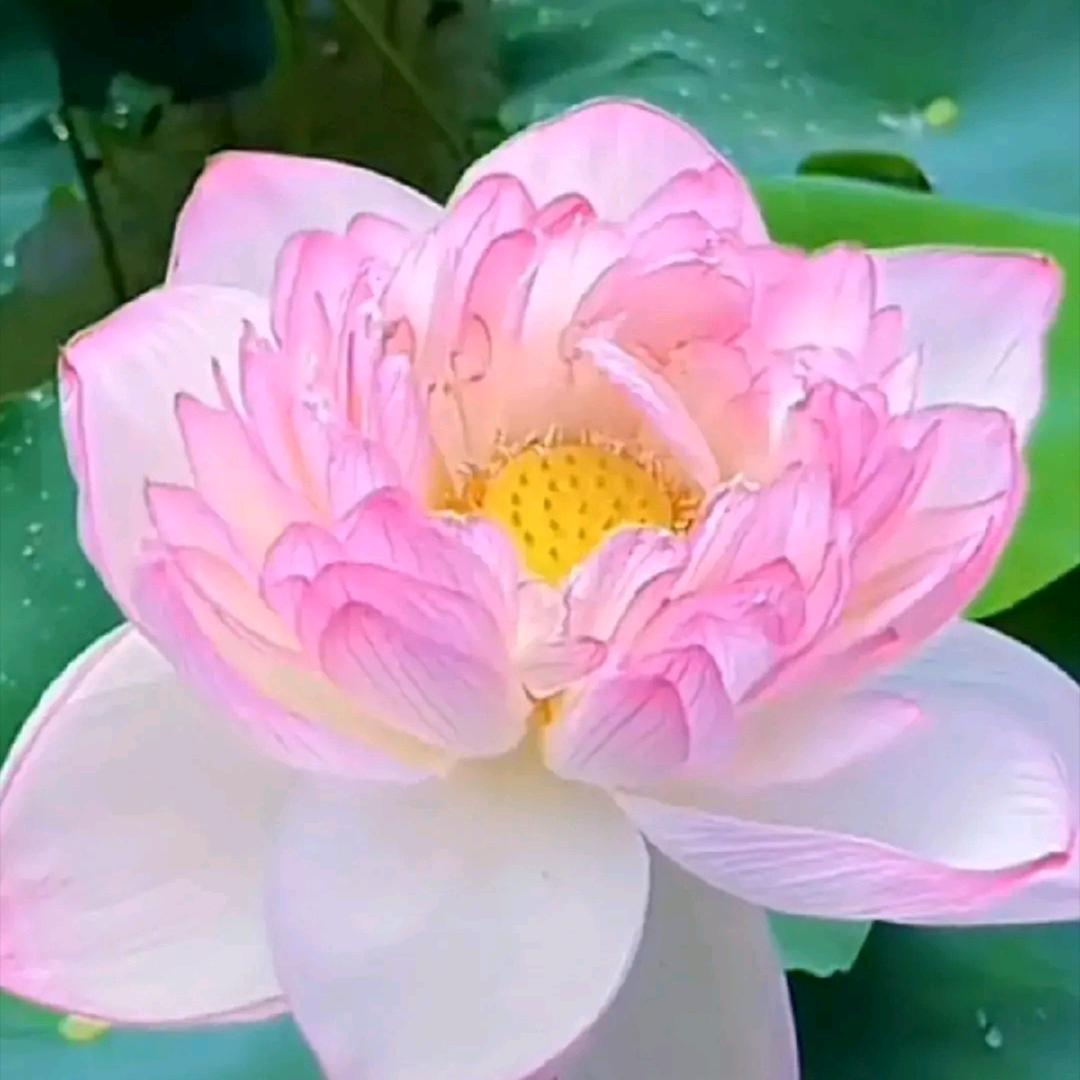 善缘🌹法美🌹