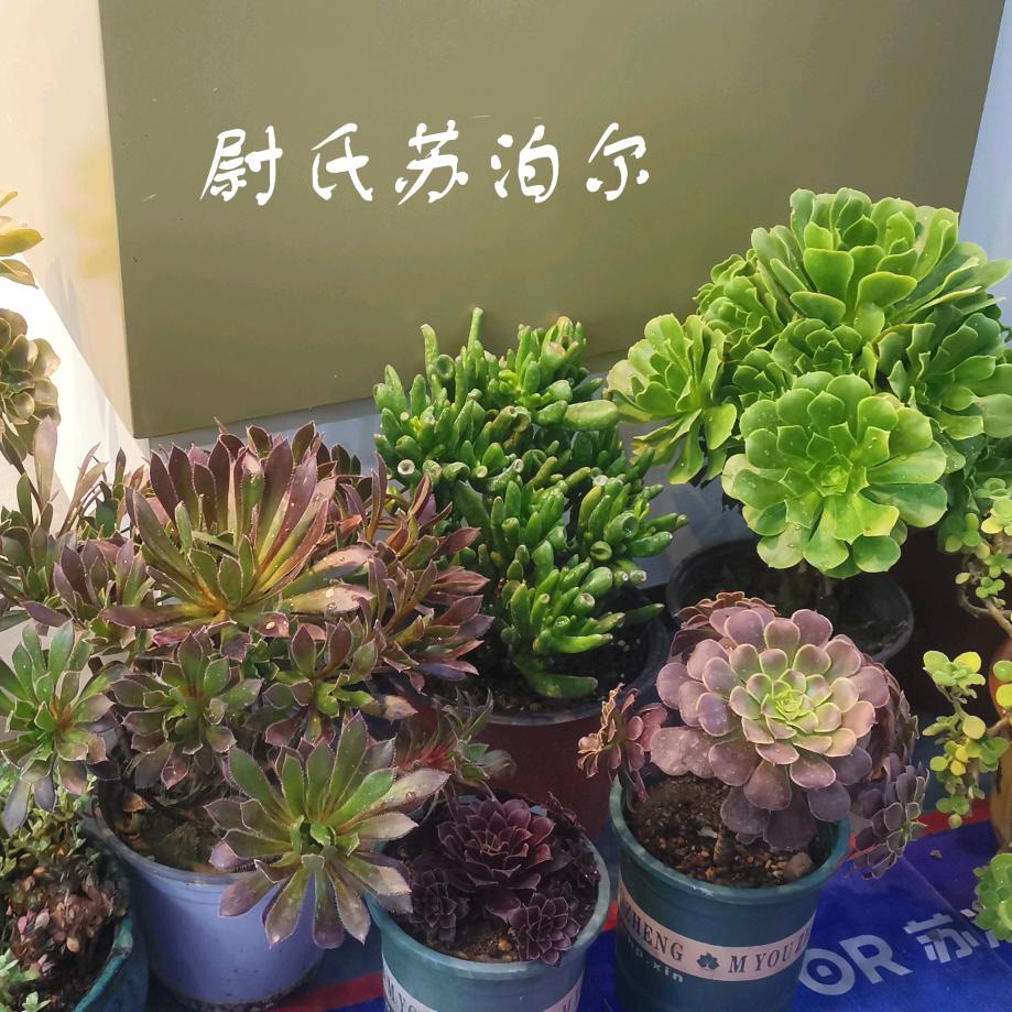 尉氏苏泊尔生活馆