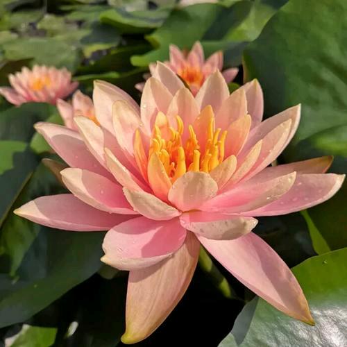 美满(*^ω^*)幸福