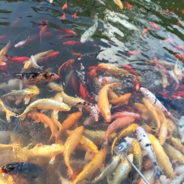 森5❤️4静沐暧阳🎤🎤