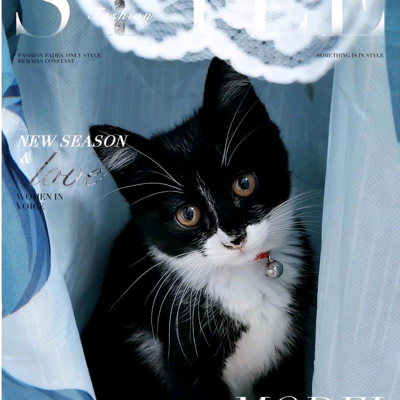 猫团子手作