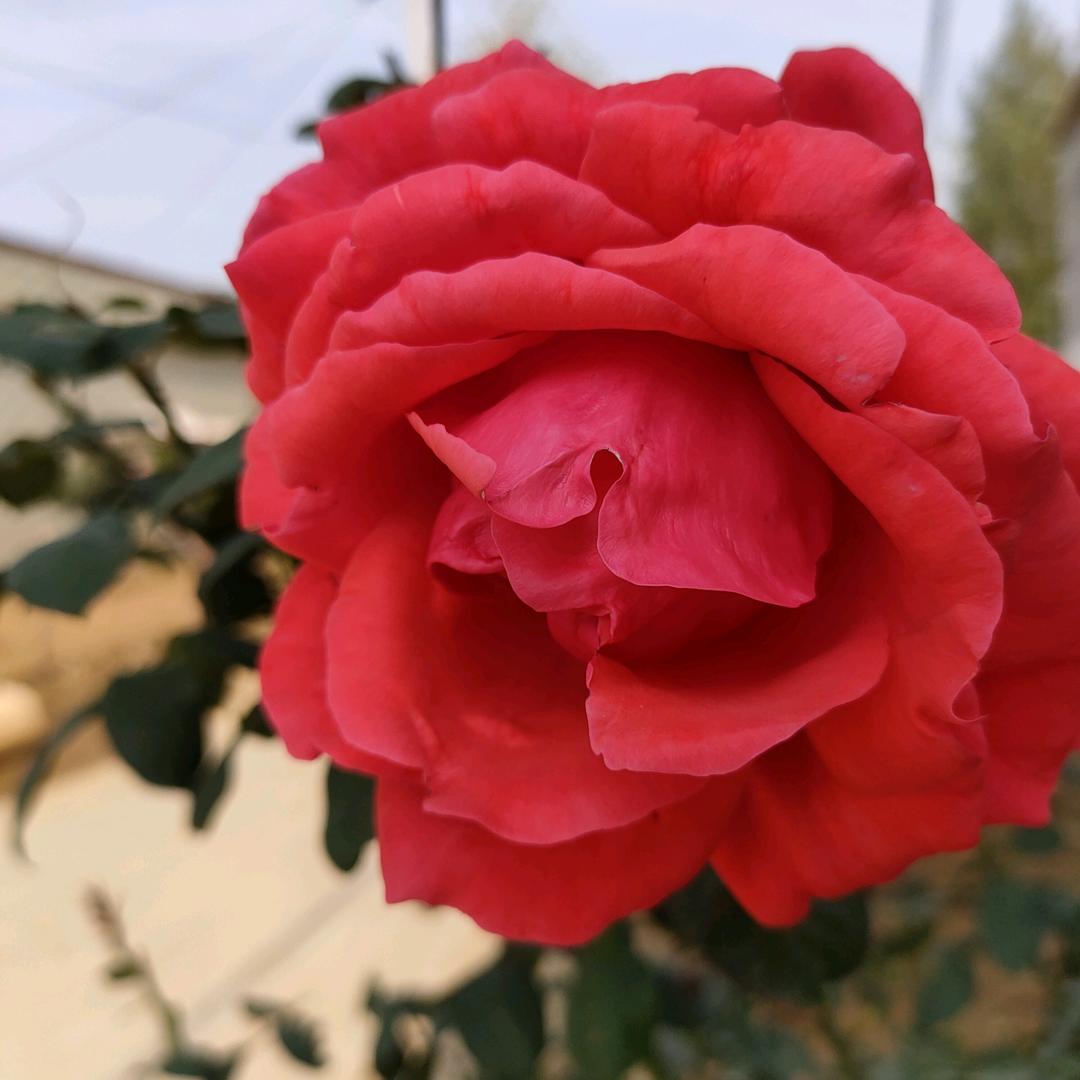 农村芳姐