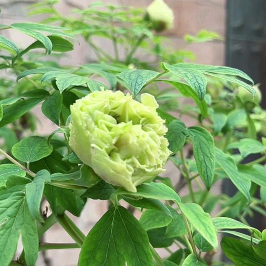 长青翠绿¹⁹¹⁵༗