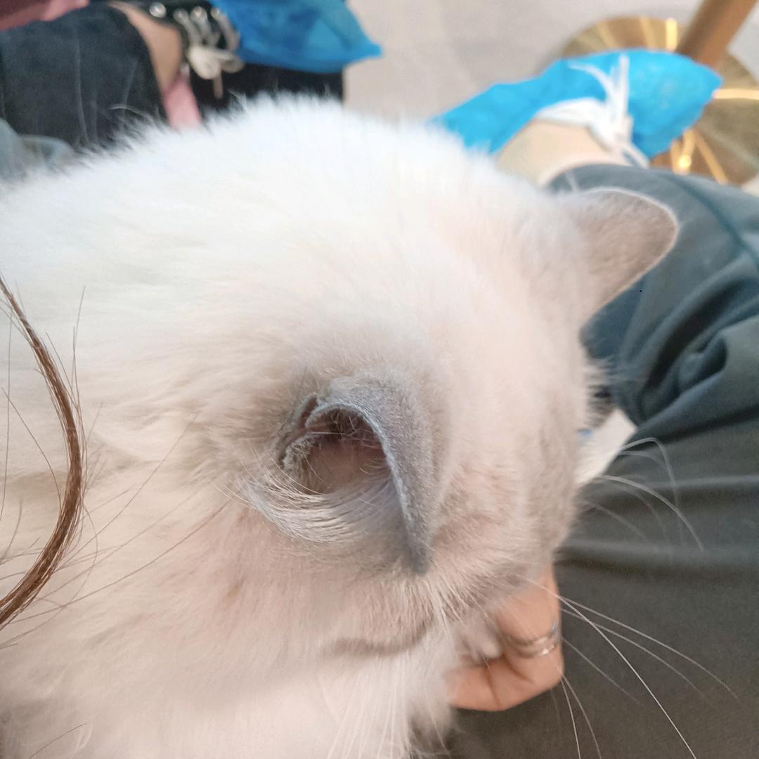 不吐西瓜籽