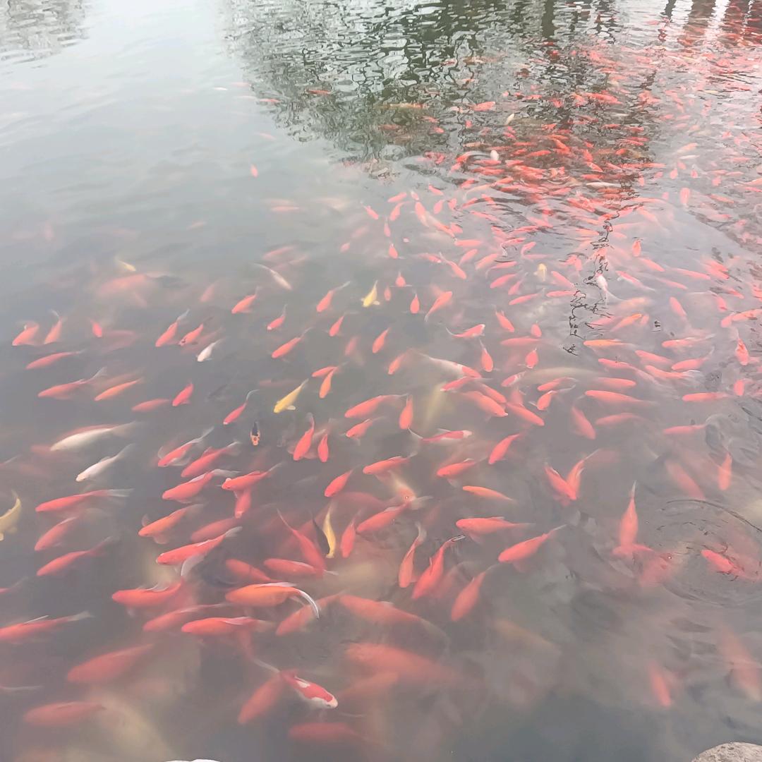 带着闪电的猪
