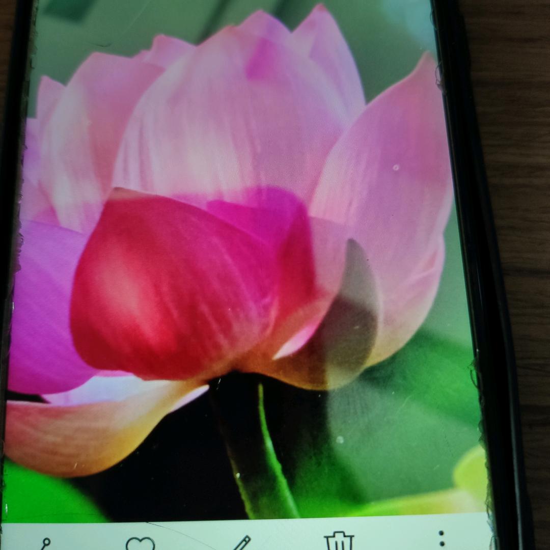 一朵莲花
