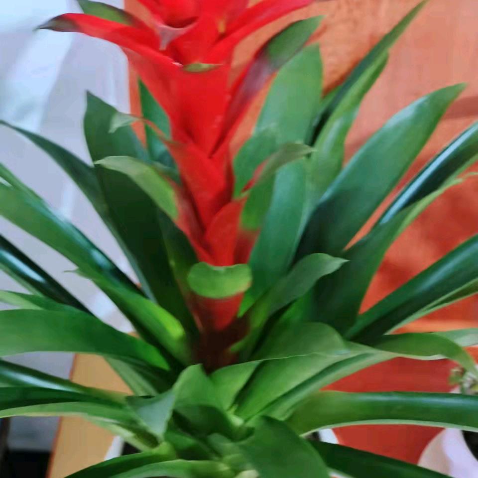 风来风去
