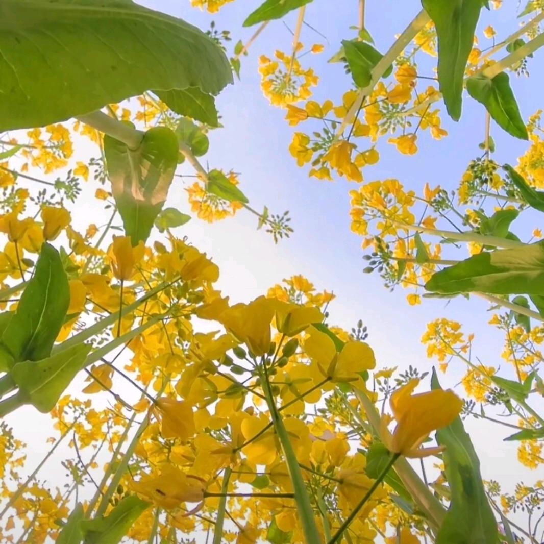 你是我的幸运儿