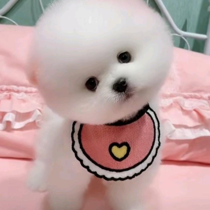 啊香