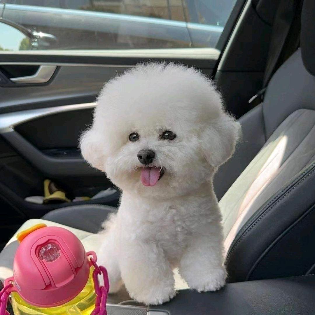 洋洋家米奇耳比熊(直播号)