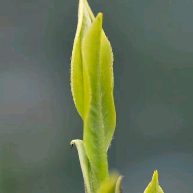 茶有趣