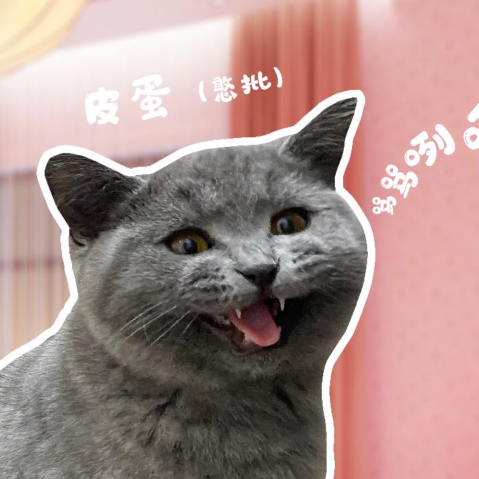 三位喵主子