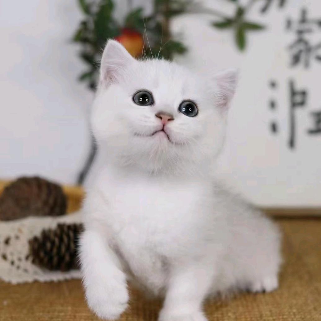 卖大叔的猫咪