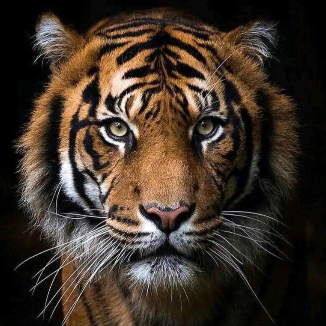 🐯丛林猎手
