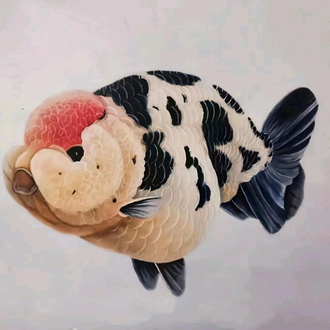 彬姐金鱼
