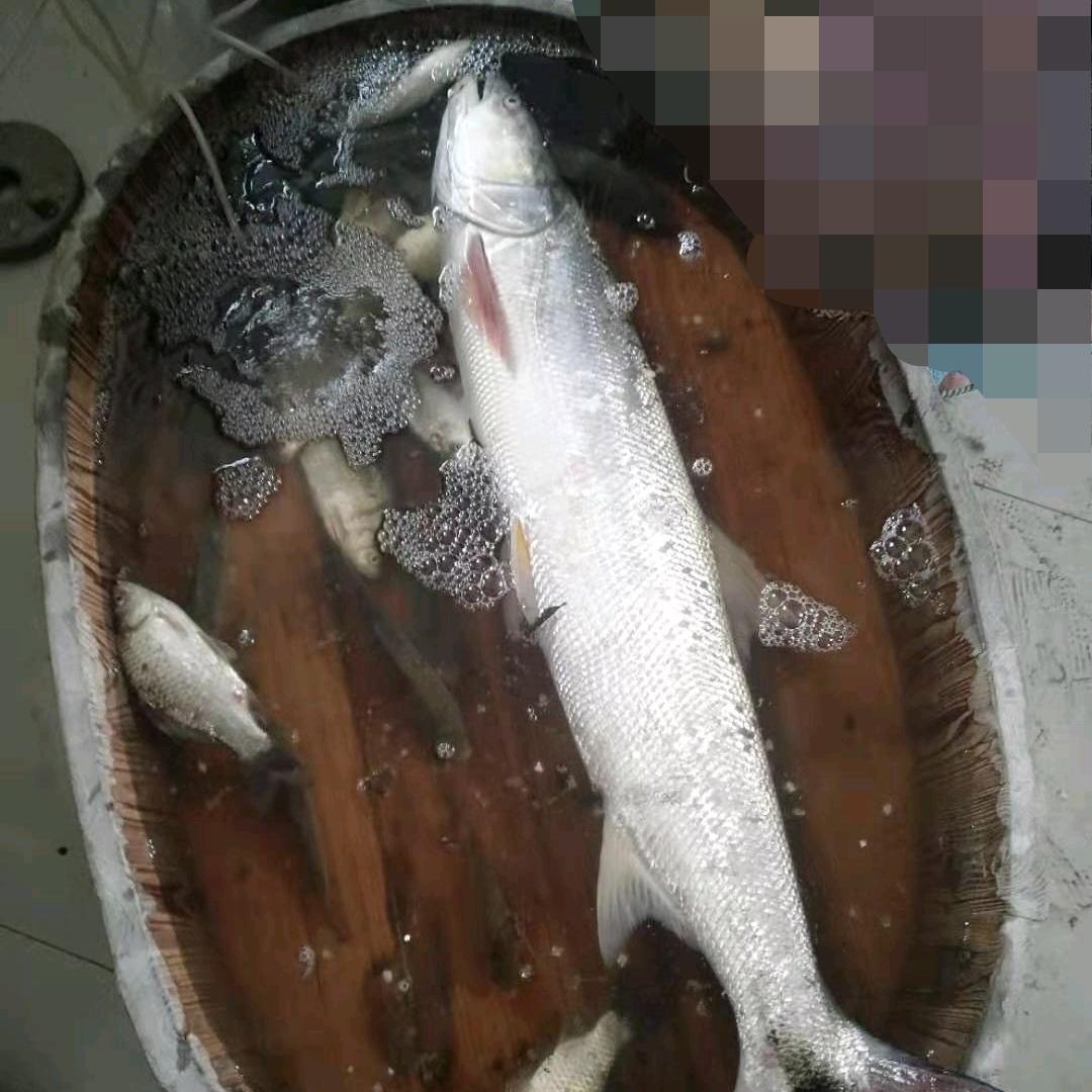 各地稀里胡图的砖家