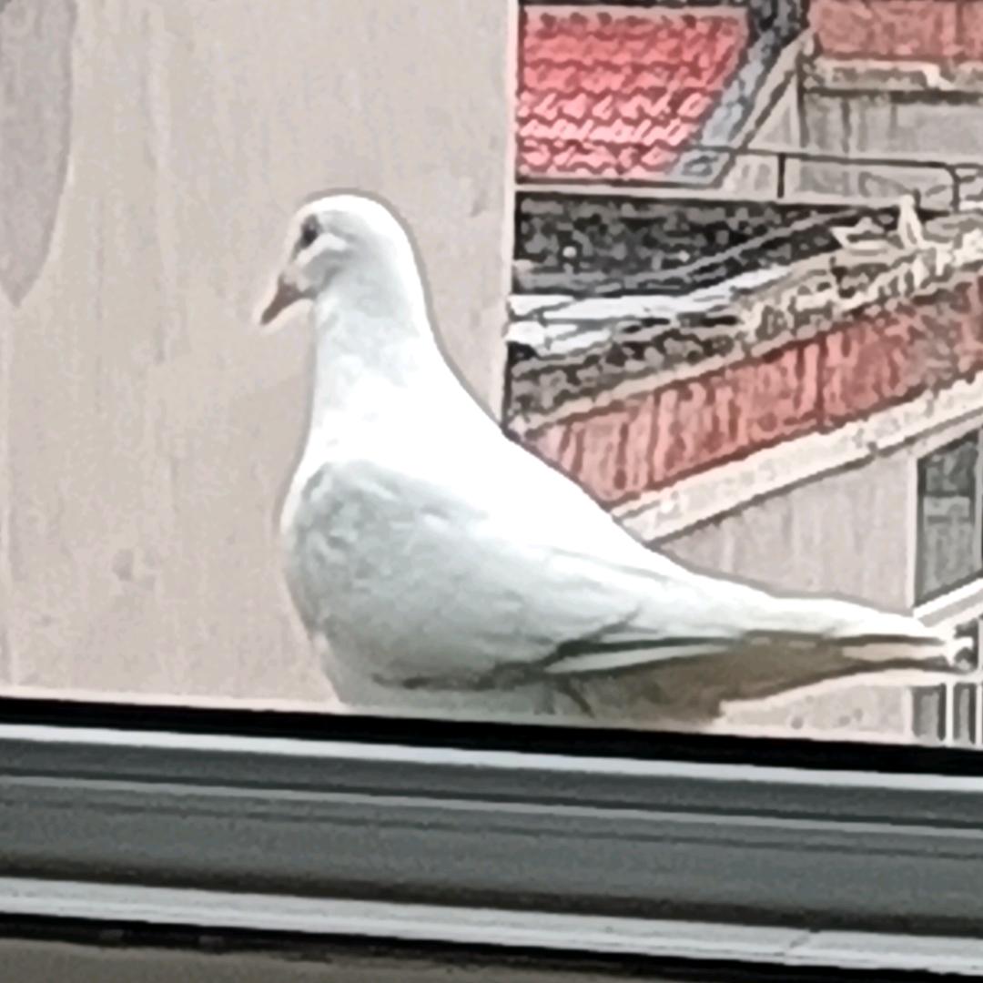 大头