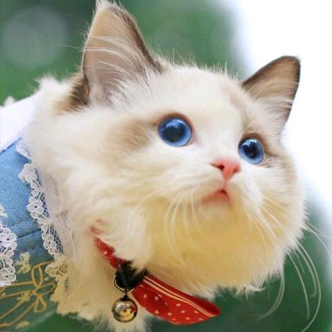 时光淡了回忆
