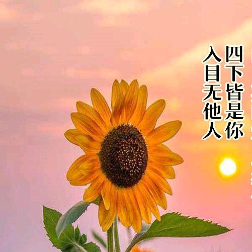 兔兔吖🐰