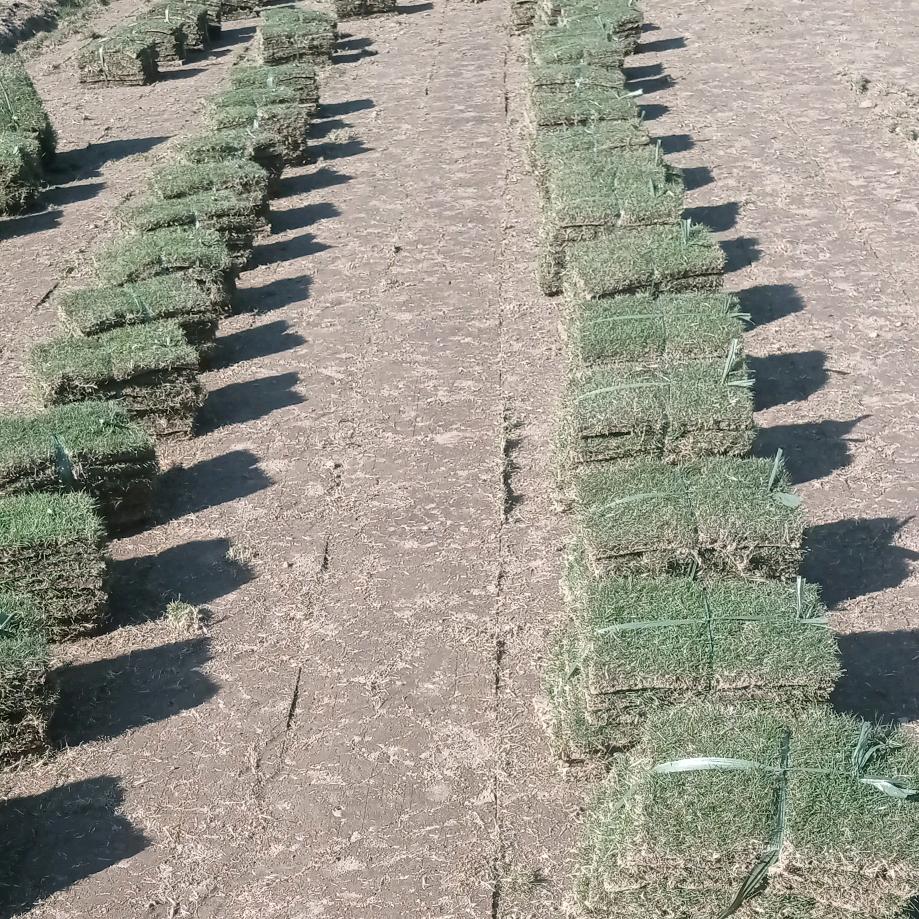 余姚连连草坪基地。