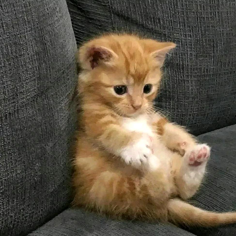橘猫头上有个王