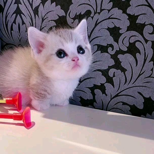 布居艺阁盘锦分店