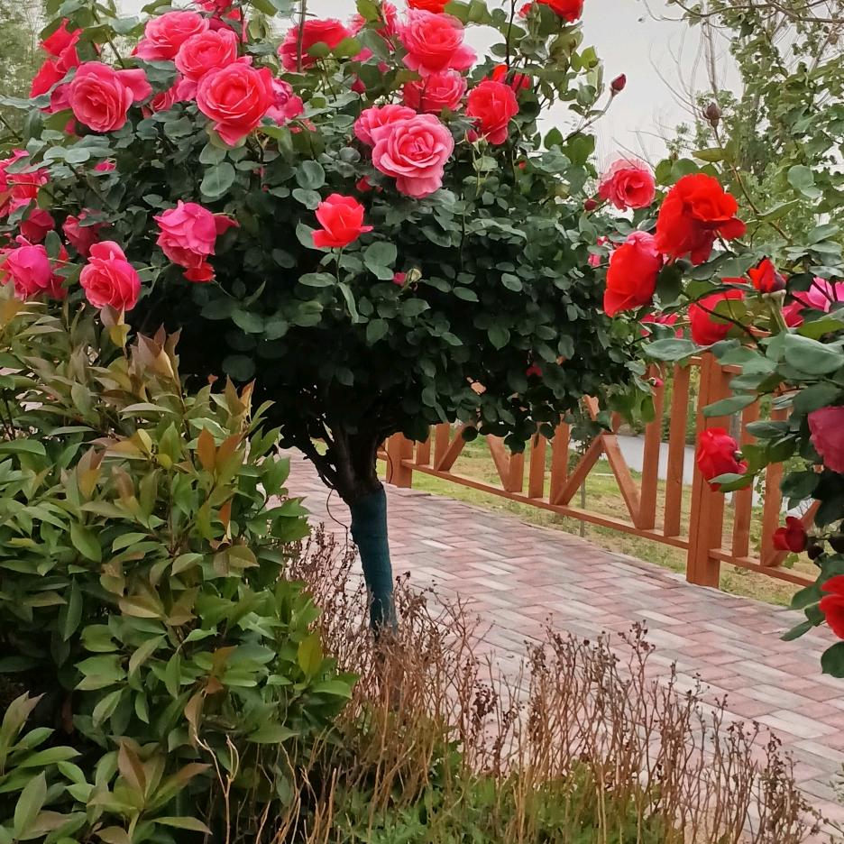 华夏大地