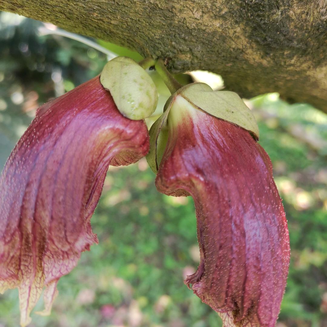 🌹柳绿桃🍑红