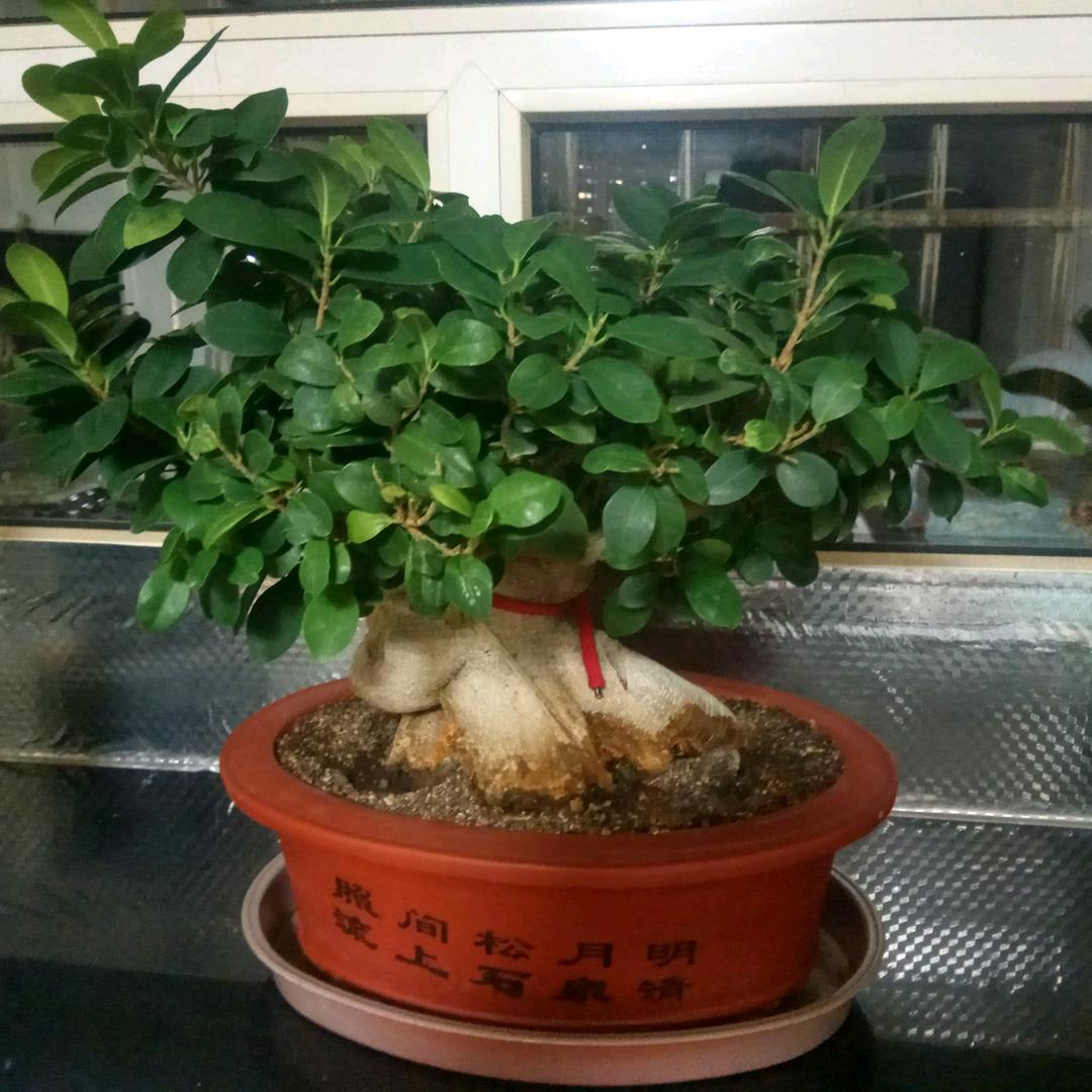 多吉图文
