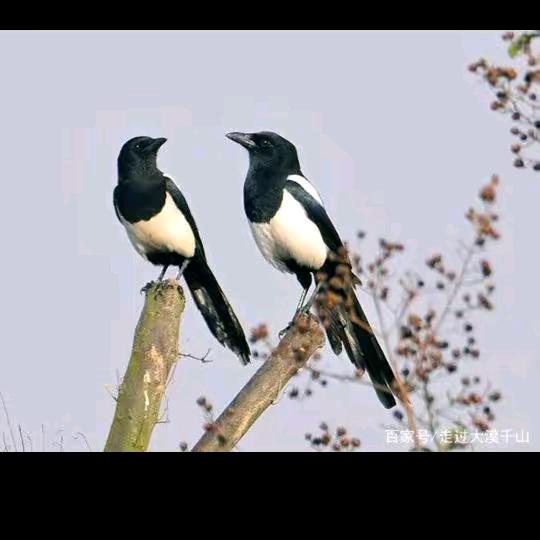 尤哥专业做胶水