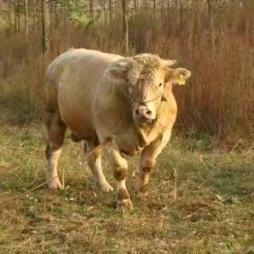 泌阳夏南牛老何