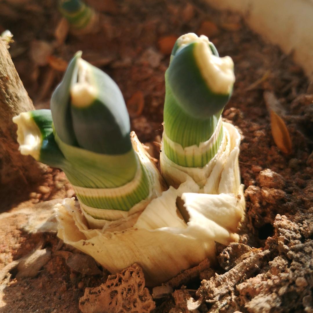 鑫果蔬种植场