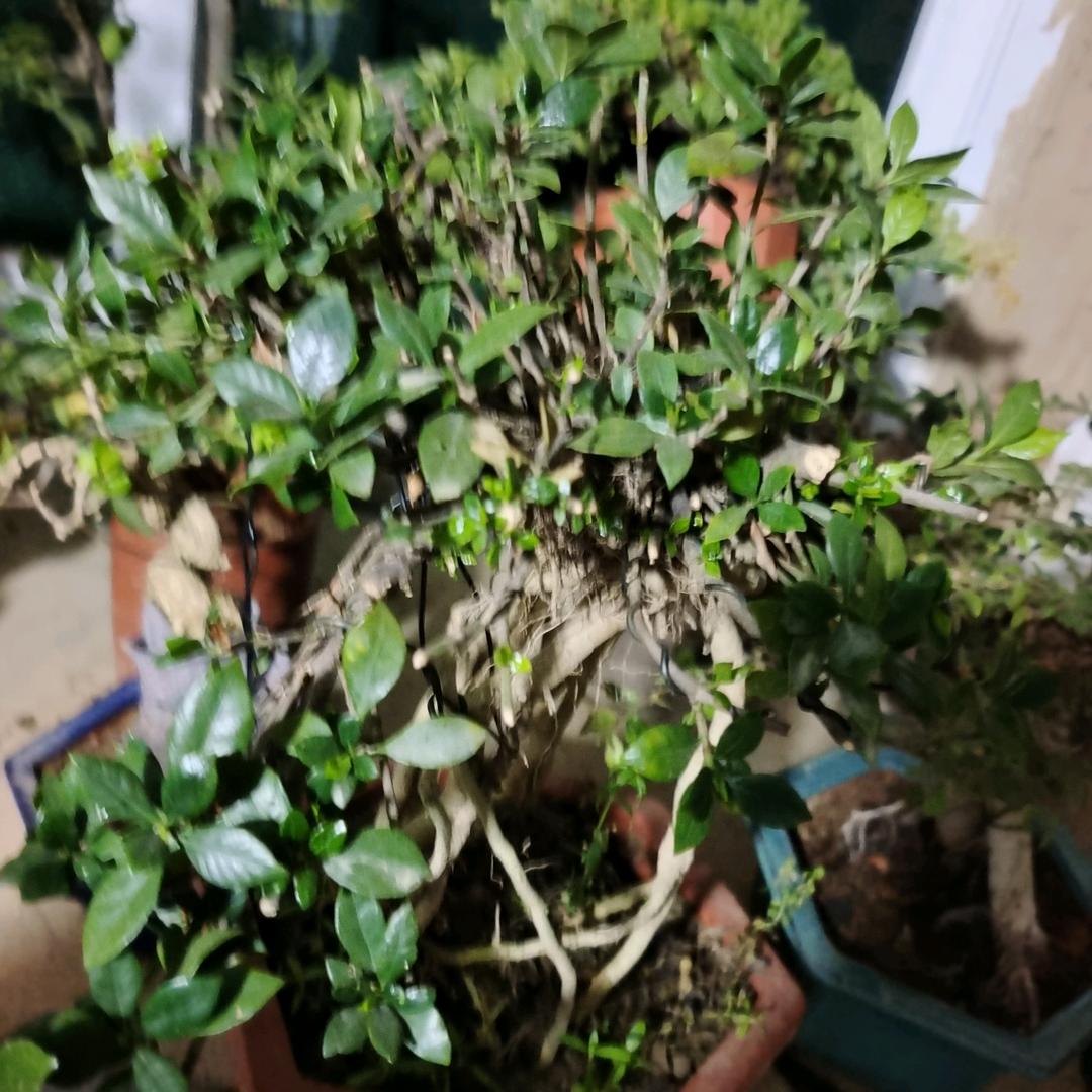 逢场作戏