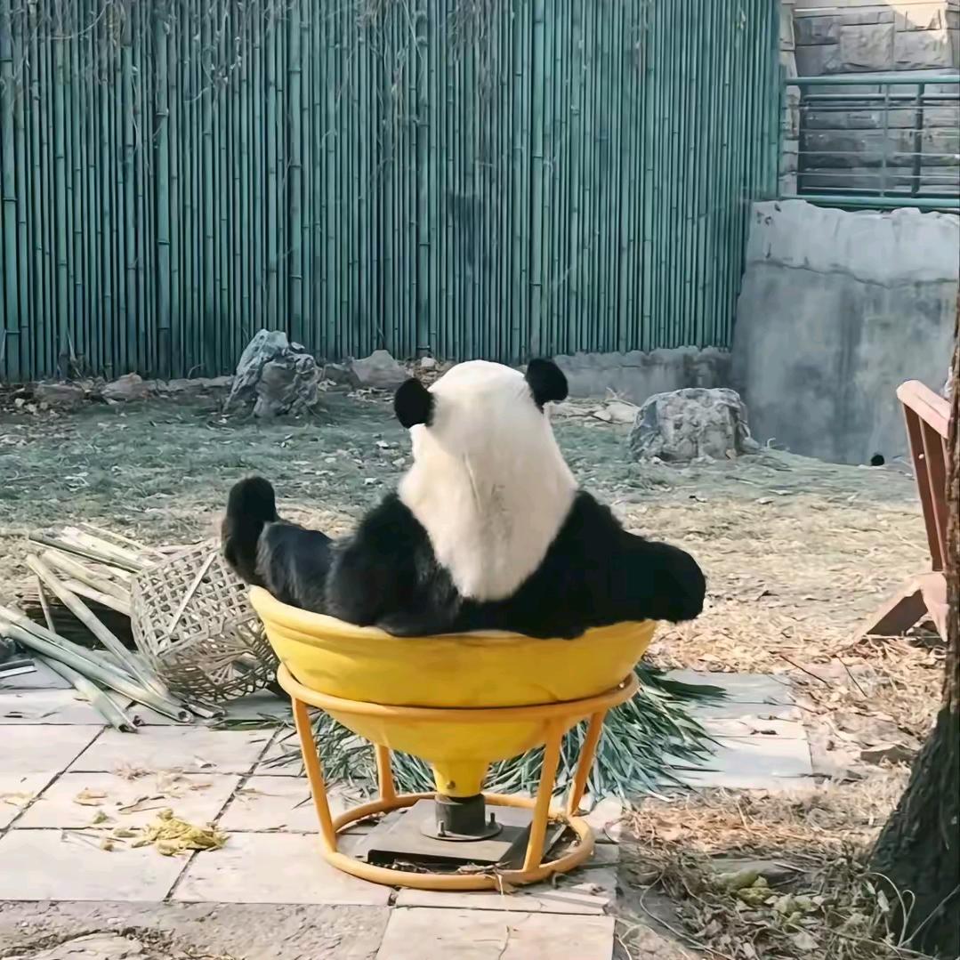 要多冰
