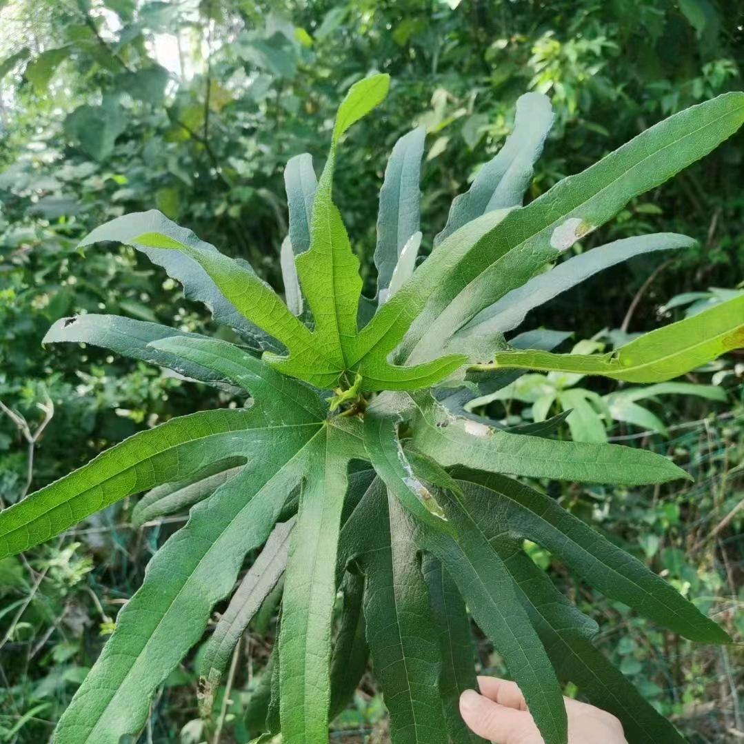 韶关土特产范范