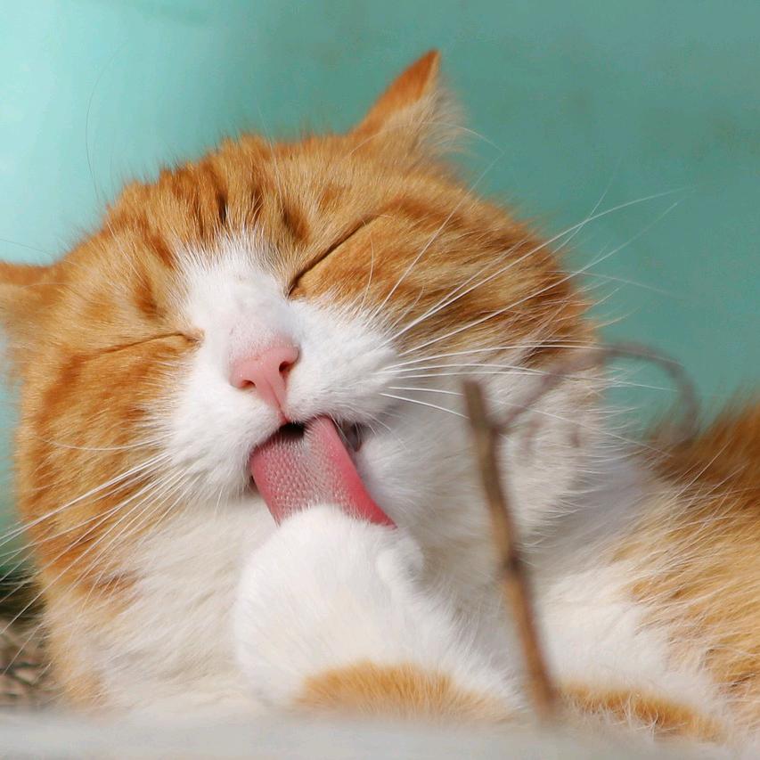 郜大辻的美梦生活