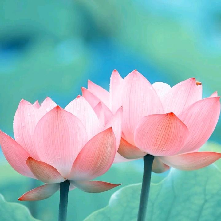 ღ💞᭄ 冣乂 ღ᭄