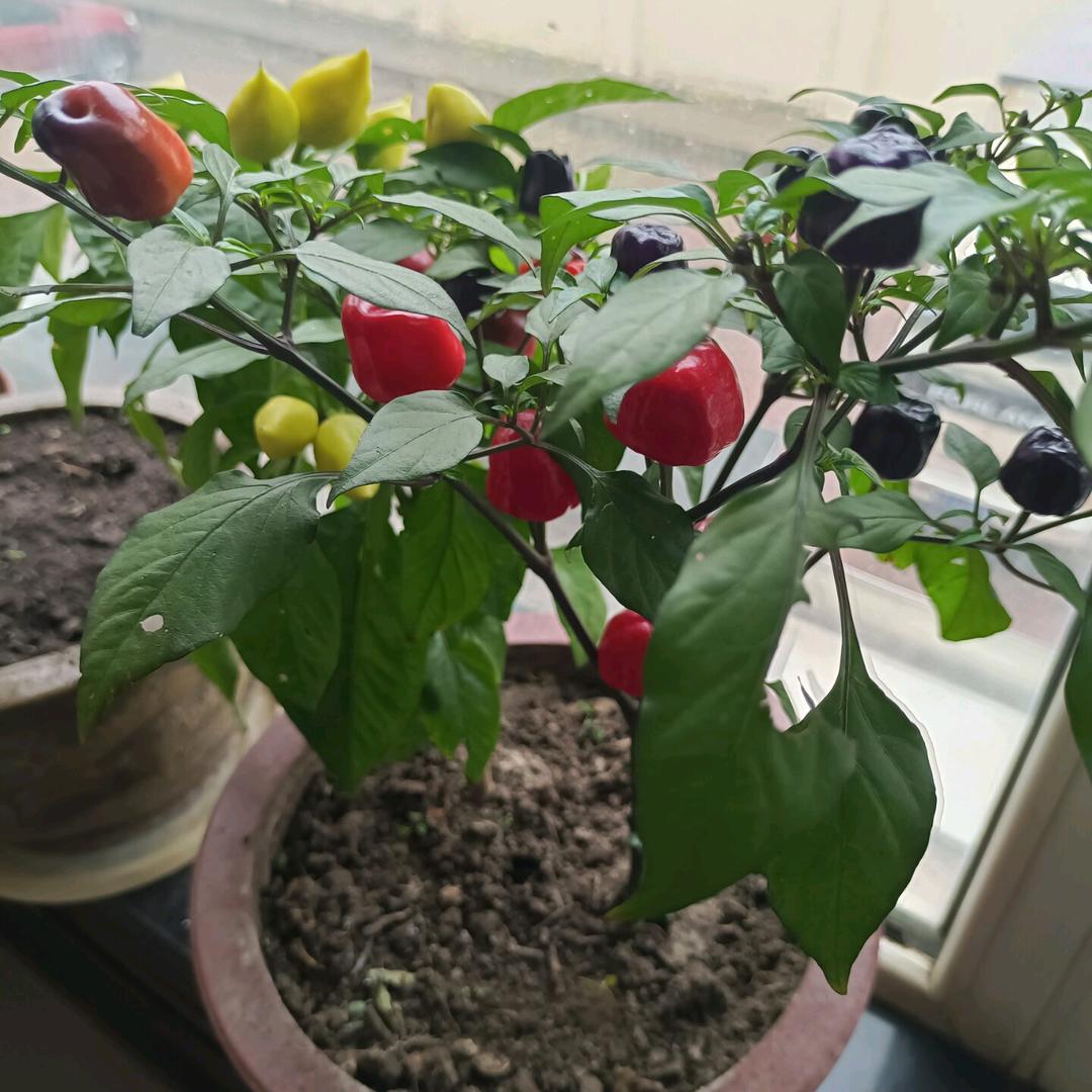 张荣