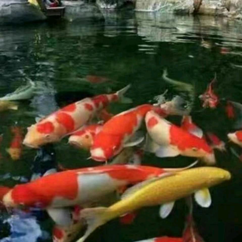 尹府水꯭庫꯭野꯭生꯭魚行  🔥