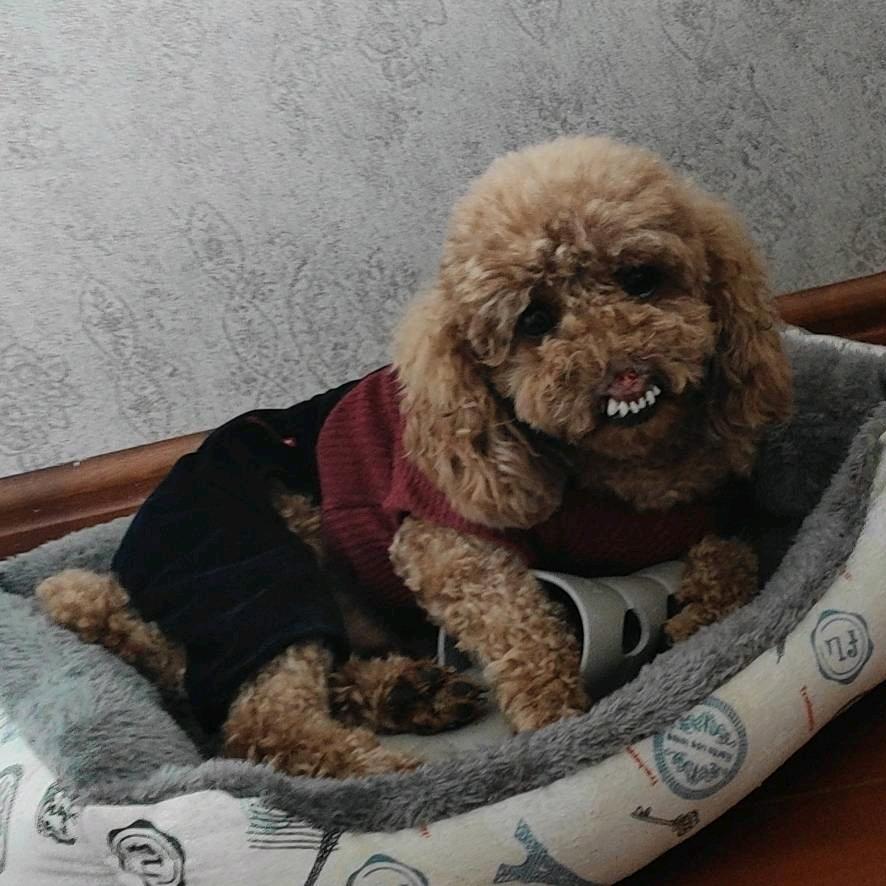 小开开的幸福生活