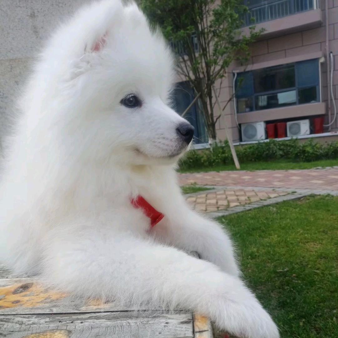 龙龙看剧