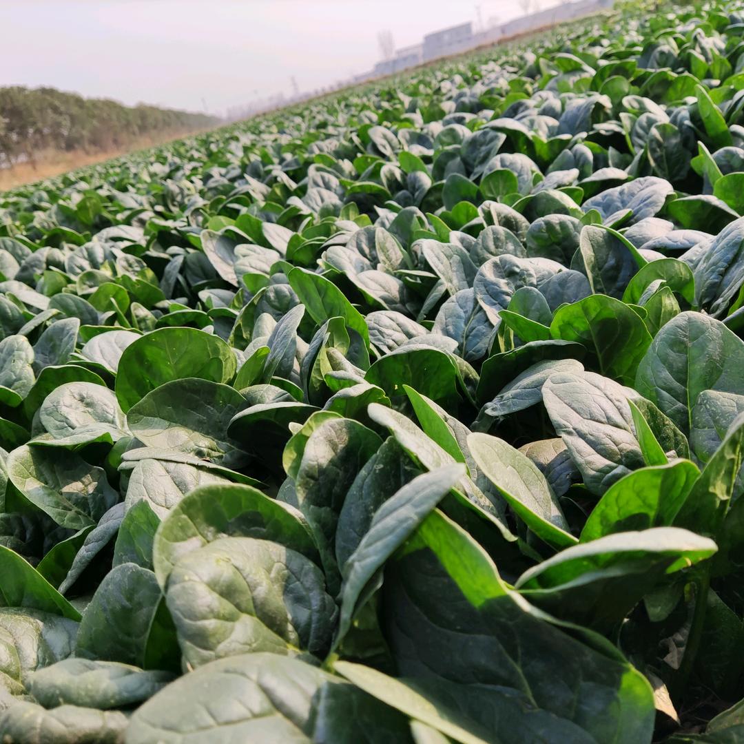 樱桃小丸子~小翟