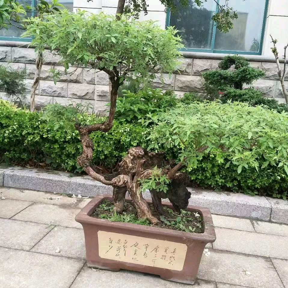 A随缘