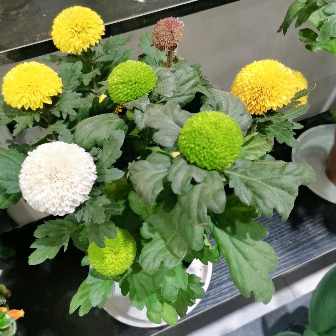 芳姐