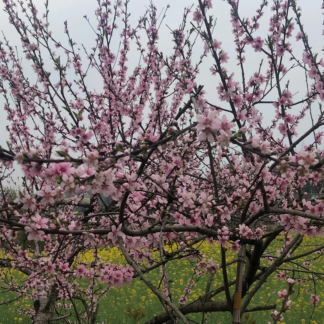 苹果