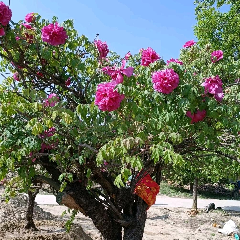 百年牡丹树马学义